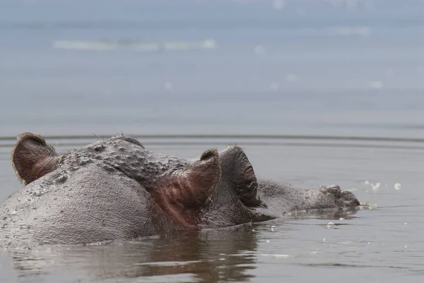 African Hippopotamus Republika Południowej Afryki — Zdjęcie stockowe