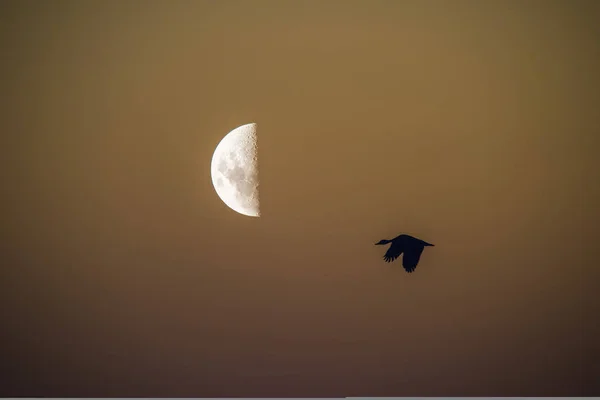 Vogel Maanlandschap — Stockfoto