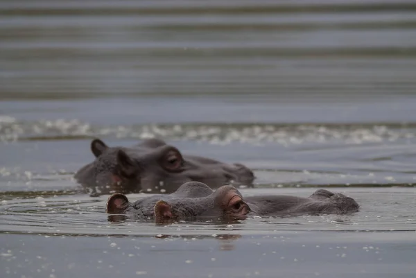 Hipopótamo Parque Nacional Kruger África —  Fotos de Stock