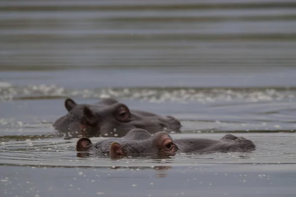 Hippopotamus Kruger Ulusal Parkı Afrika — Stok fotoğraf