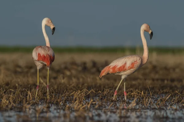 Flamingo Fåglar Patagonien Argentina — Stockfoto