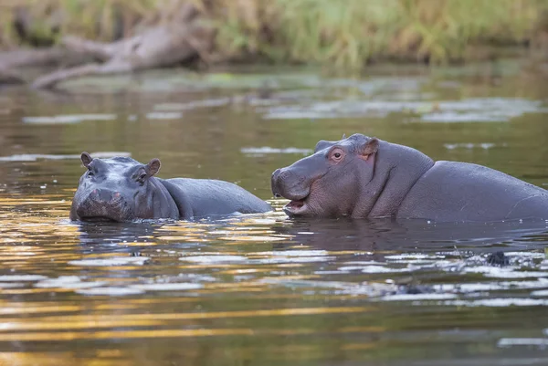 Hippopotamus Kruger Nemzeti Park Afrika — Stock Fotó