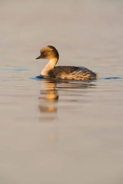 Grèbe Argenté Patagonie Argentine — Photo