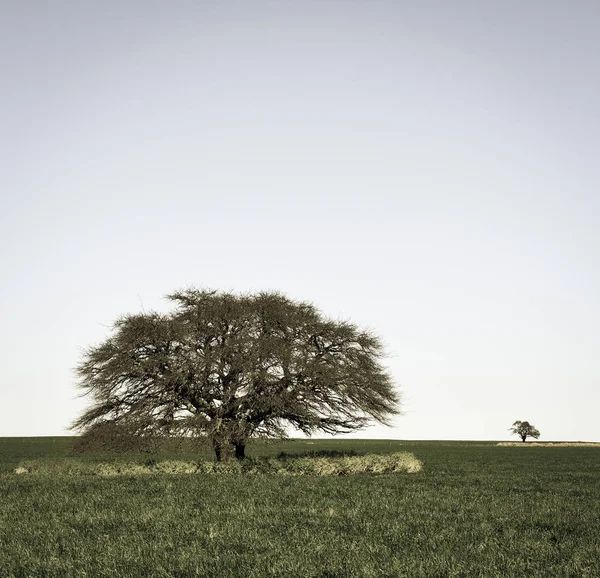 Paisagem Árvores Calden Pampa Argentina — Fotografia de Stock