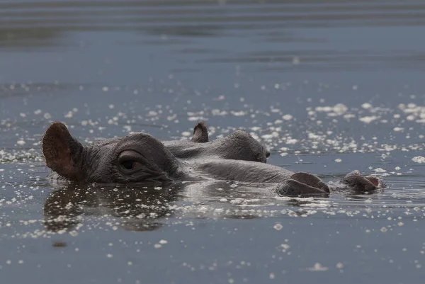 Hipopótamo Africano Sudáfrica —  Fotos de Stock
