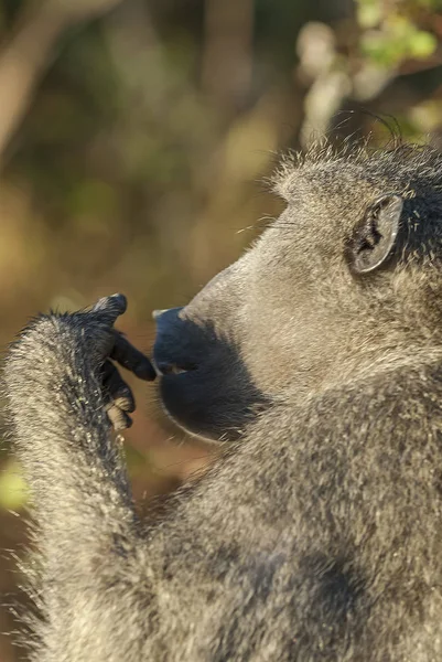 Baboon Portrait South Africa — Stock Photo, Image