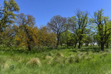 Calden ağaçlar manzara, La Pampa, Argentina