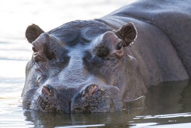 Afrika Su Aygırı, Güney Afrika