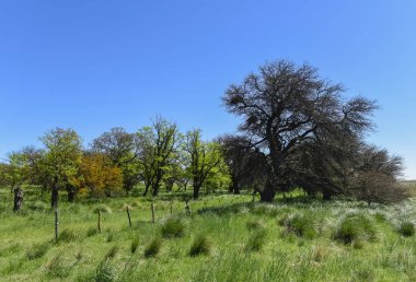 Calden ağaçlar manzara, La Pampa, Argentina