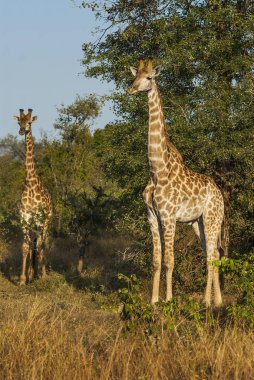 Zürafa, Kruger National Park, doğal görünümü