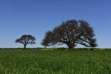 Calden ağaçlar manzara, La Pampa, Argentina