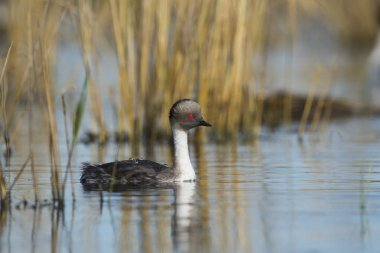 Simli batağan, Patagonia, Arjantin