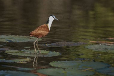 Jacana lagün üzerinde bitki örtüsü, Güney Afrika