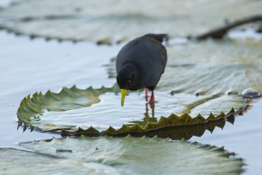 siyah crake yakın görünümü
