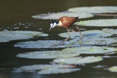 Jacana lagün üzerinde bitki örtüsü, Güney Afrika