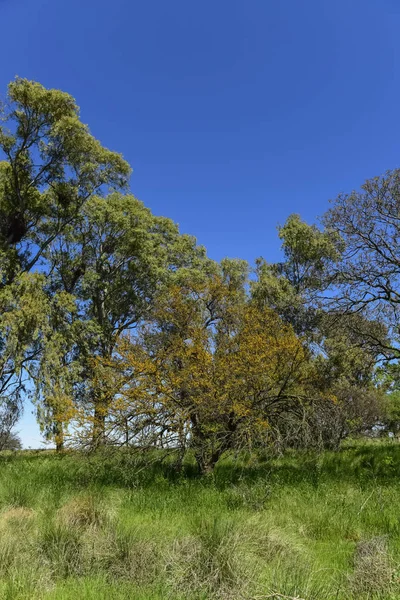 Paisagem Árvores Calden Pampa Argentina — Fotografia de Stock