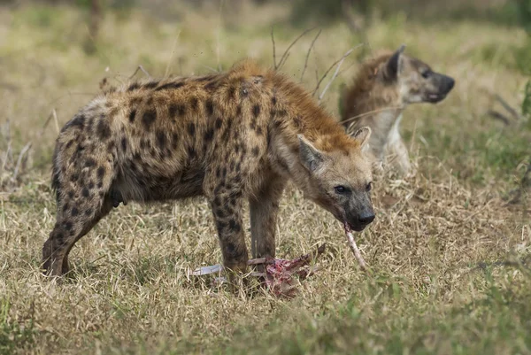 Podrobný Přehled Jídle Hyena Afrika — Stock fotografie