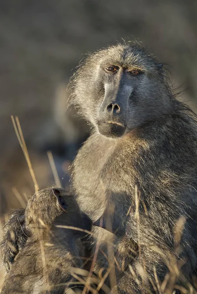 Baboon Mother Son South Africa — Stock Photo, Image