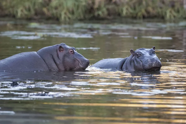 Hipopotam Park Narodowy Kruger Afryka — Zdjęcie stockowe