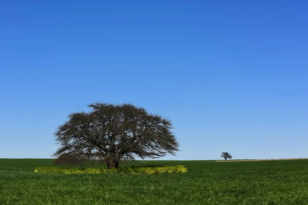 Calden Stromy Krajiny Pampa Argentina — Stock fotografie