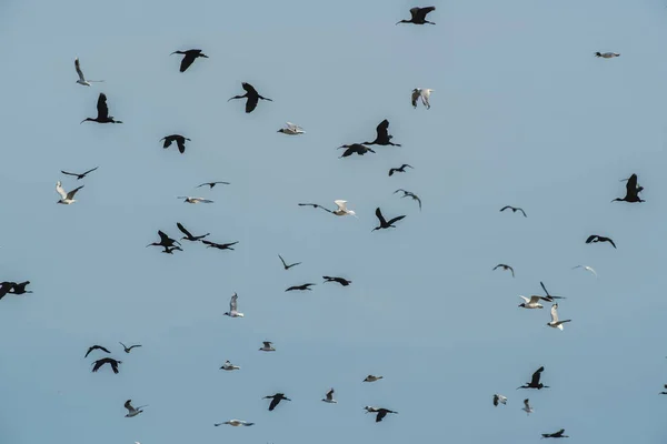 Flock Birds Flight — Stock Photo, Image