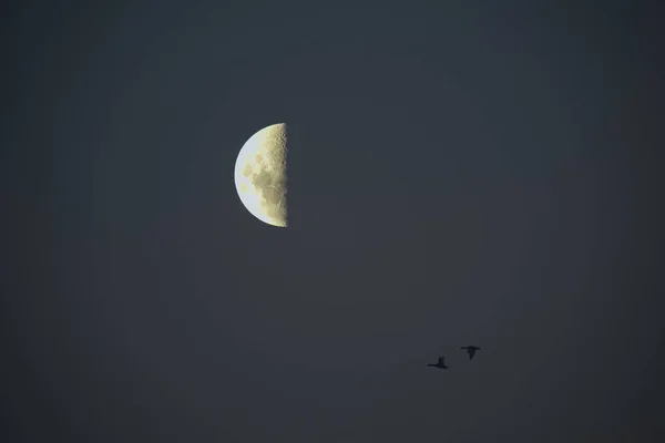 Pemandangan Burung Dan Bulan — Stok Foto