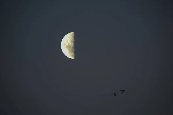 鳥と月の風景 — ストック写真