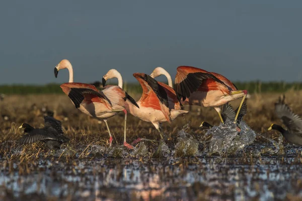 Flamingo Fåglar Patagonien Argentina — Stockfoto