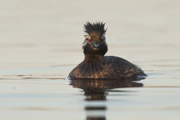 Grebe Con Copetudo Blanco Pampa Argentina —  Fotos de Stock