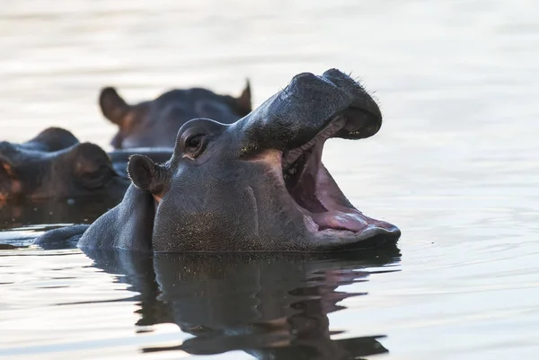 Hippopotamus Kruger National Park Africa — стокове фото
