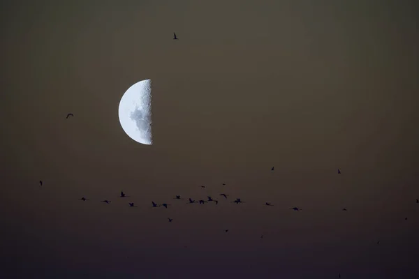 Aves Paisagem Lunar — Fotografia de Stock