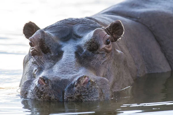 Africký Hippopotamus Jižní Afrika — Stock fotografie