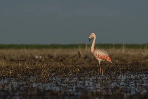 Flamingo Bird Patagônia Argentina — Fotografia de Stock