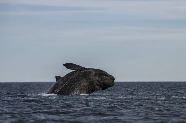 Νότια Φάλαινα Δικαίωμα Στην Παταγονία Αργεντινή — Φωτογραφία Αρχείου