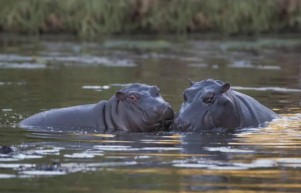 Hipopótamo Parque Nacional Kruger África — Foto de Stock