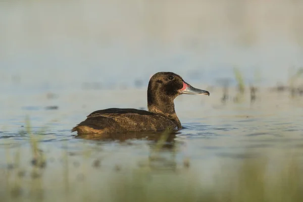 Close Uitzicht Eend — Stockfoto