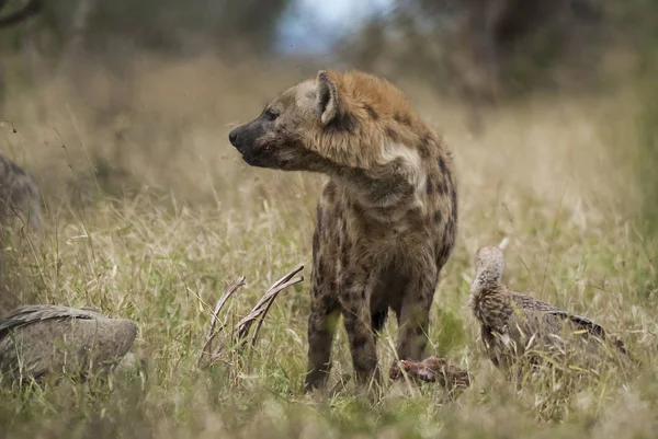 Közeli Kilátás Hiéna Táplálkozás Afrika — Stock Fotó