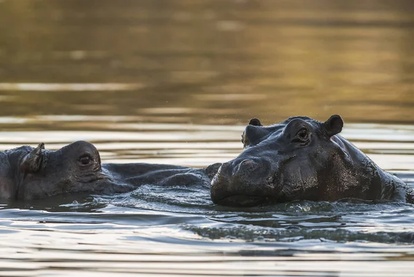 Hipopótamo Parque Nacional Kruger África — Foto de Stock