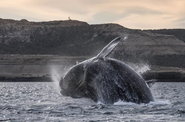 Baleine Noire Australe Patagonie Argentine — Photo