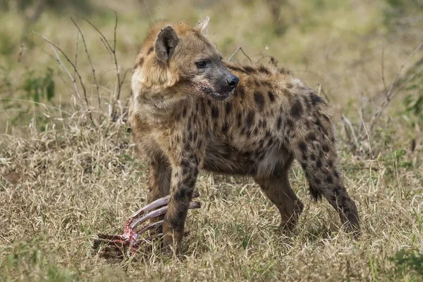 Vista Cerca Hiena Comiendo África — Foto de Stock