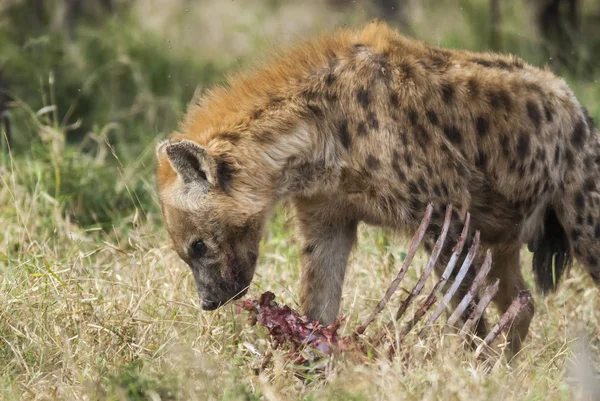 Vista Cerca Hiena Comiendo África — Foto de Stock