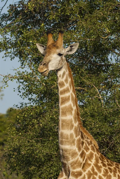 Vista Panorâmica Girafa Parque Nacional Kruger — Fotografia de Stock