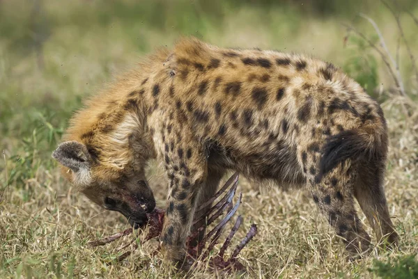 Podrobný Přehled Jídle Hyena Afrika — Stock fotografie