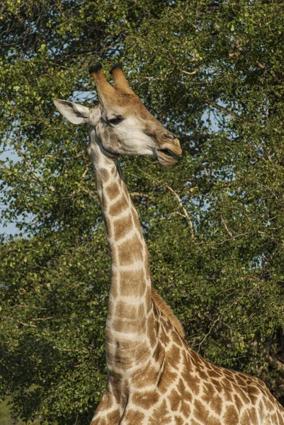 Girafe Dans Habitat Jungle Afrique — Photo