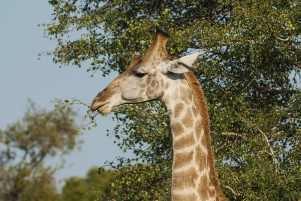Giraffa Nell Habitat Della Giungla Africa — Foto Stock