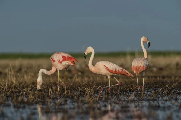 Flamants Roses Patagonie Argentine — Photo