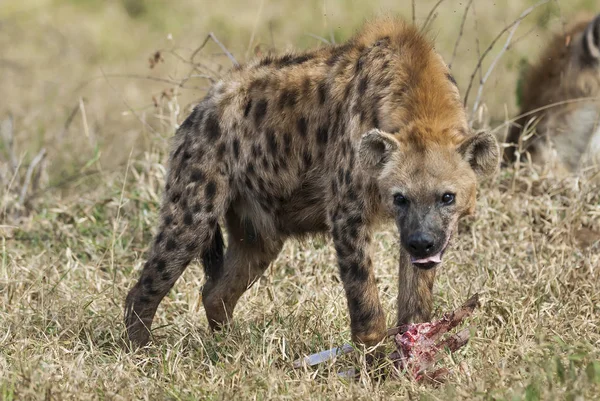 Podrobný Přehled Jídle Hyena Afrika — Stock fotografie