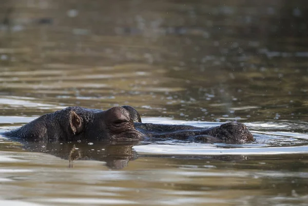 African Hippopotamus Dél Afrikai Köztársaság — Stock Fotó