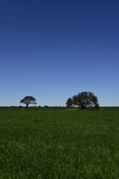 Paisagem Árvores Calden Pampa Argentina — Fotografia de Stock