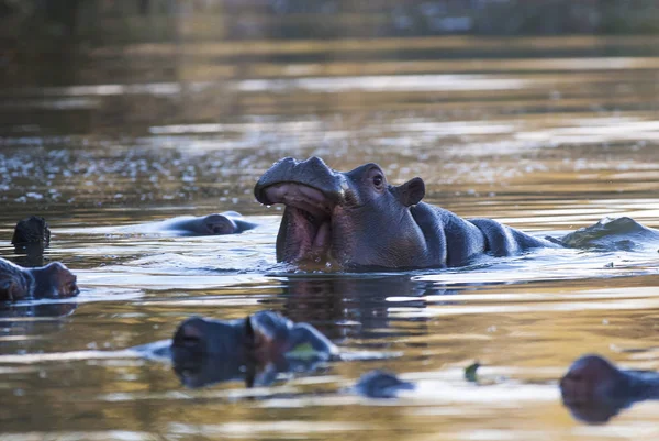 Hippopotamus Kruger Ulusal Parkı Afrika — Stok fotoğraf